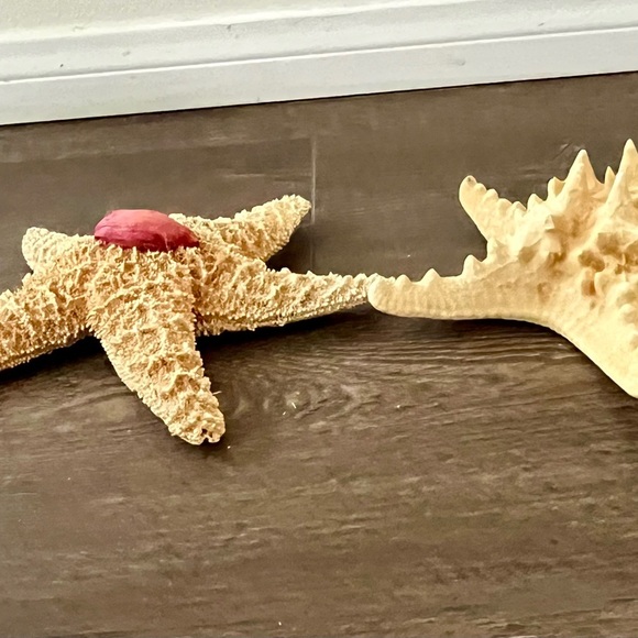 Decorative Starfish Set with Pink Accent - Picture 13 of 13